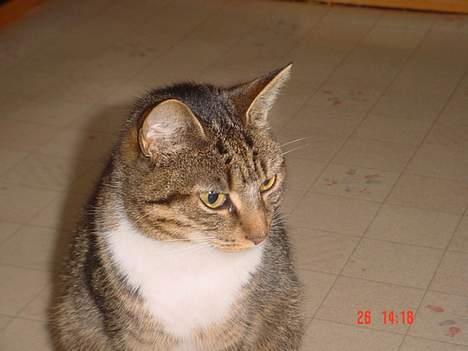 Blanding af racer Cleopatra billede 9