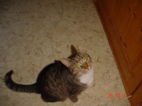 Blanding af racer Cleopatra billede 10