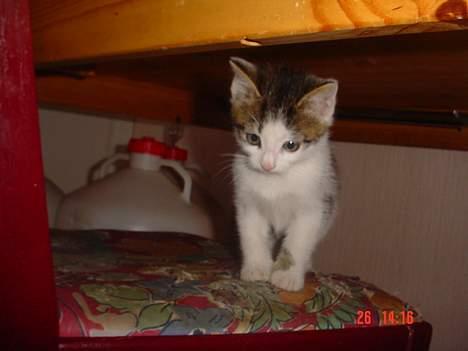 Blanding af racer Sofus - I`m the king:o) billede 1