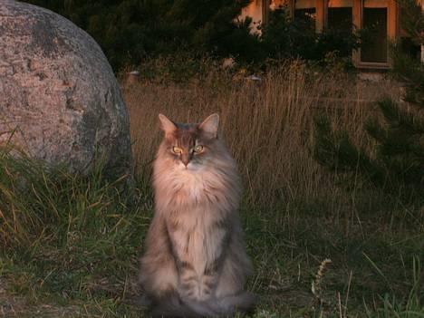 Maine Coon Elliot Charmander Iversen - Har i set mig billede 1