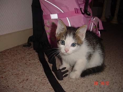 Blanding af racer Sofus - "Oi...hva er det der for noe skremmende?" billede 2