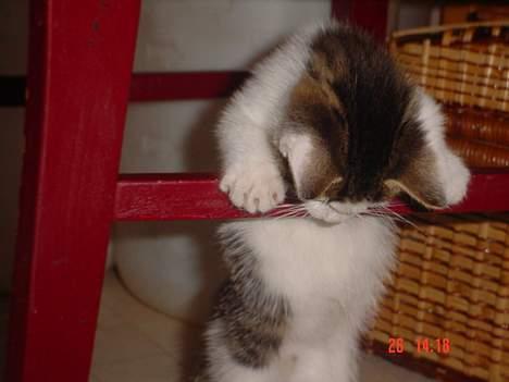 Blanding af racer Sofus - Hehe...er han ikke sjarmerende? billede 3