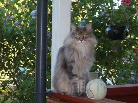 Maine Coon Elliot Charmander Iversen - Tag bare et billed nu , jeg er klar billede 2