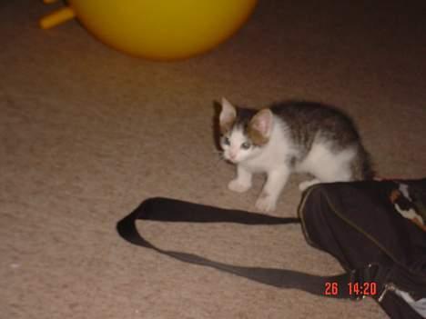 Blanding af racer Sofus billede 4