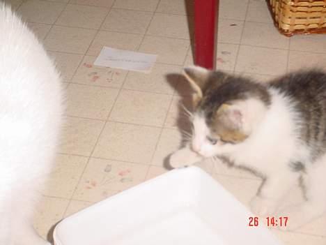 Blanding af racer Sofus billede 5