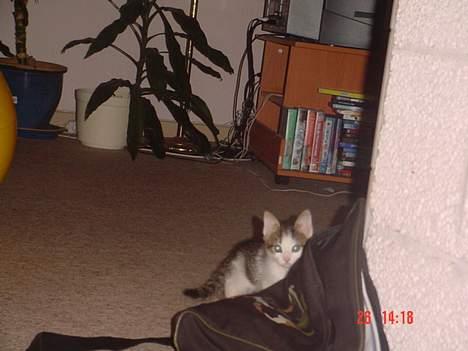 Blanding af racer Sofus - Sofus prøver å gjemme seg:) billede 6