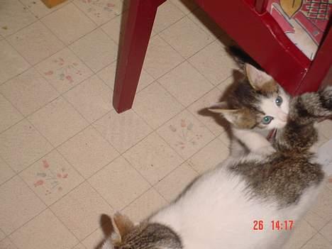 Blanding af racer Sofus billede 7