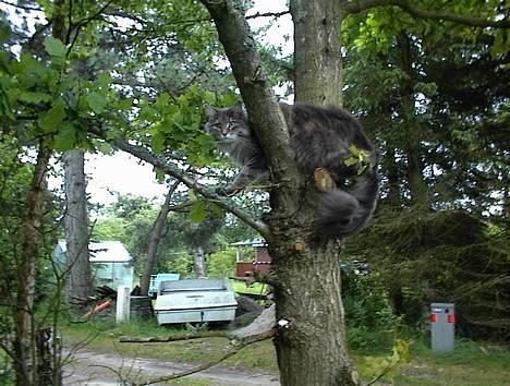 Maine Coon Elliot Charmander Iversen billede 3