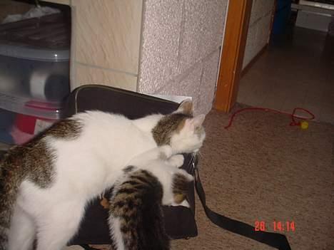 Blanding af racer Sofus - Her ser dere Pantera for gjennomgå litt:p billede 8