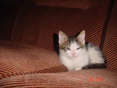 Blanding af racer Sofus billede 9