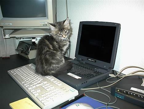 Maine Coon Elliot Charmander Iversen - Her kan mor  ikke undgå at se mig billede 4