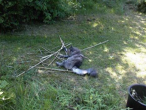 Maine Coon Elliot Charmander Iversen billede 5