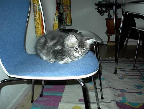 Maine Coon Elliot Charmander Iversen billede 6