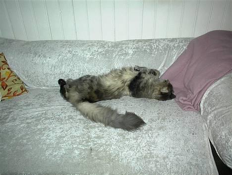 Maine Coon Elliot Charmander Iversen - Det er der kun rejer der kan vække mig nu billede 7