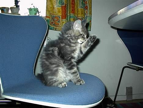 Maine Coon Elliot Charmander Iversen - 3 md og masser af selvtillid billede 8