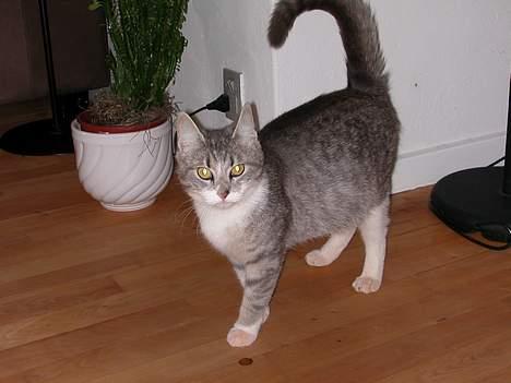 Huskat -*Mijauf*- forsvundet - Smukke dejlige Mijauf... :o) billede 7