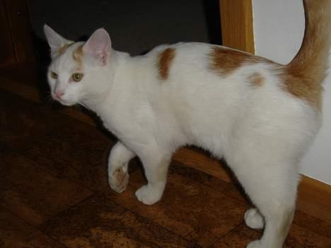 Blanding af racer Lille mis - Her har vi så Lille mis.. :-) billede 1