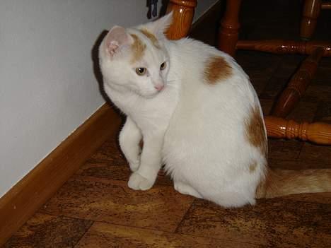 Blanding af racer Lille mis billede 2