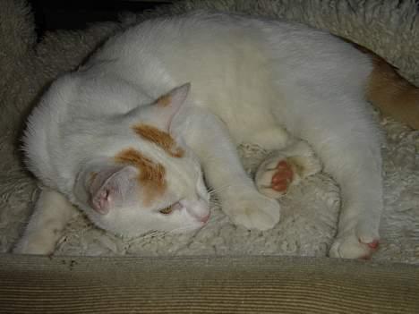 Blanding af racer Lille mis - Så er det sove tid.. :-) billede 3