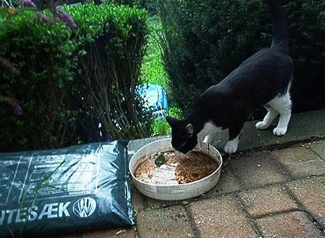 Blanding af racer Sylle - Narj! vandskålen er ikk helt go nok;) billede 4