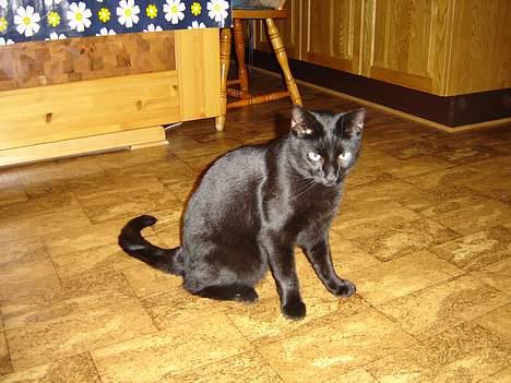 Blanding af racer Laban billede 1