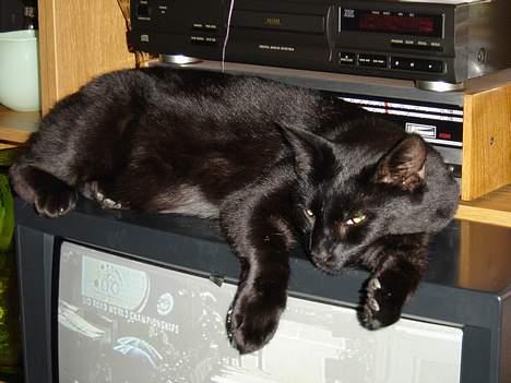 Blanding af racer Laban - Laban hersker over fjernsynet.. :-) billede 2