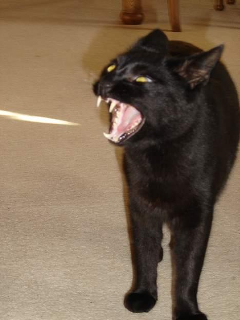 Blanding af racer Laban - Godmorgen.. :-) billede 3