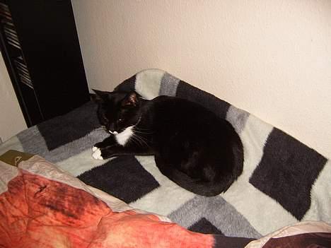 Blanding af racer Midi - hun lå lige og sov i min seng billede 1