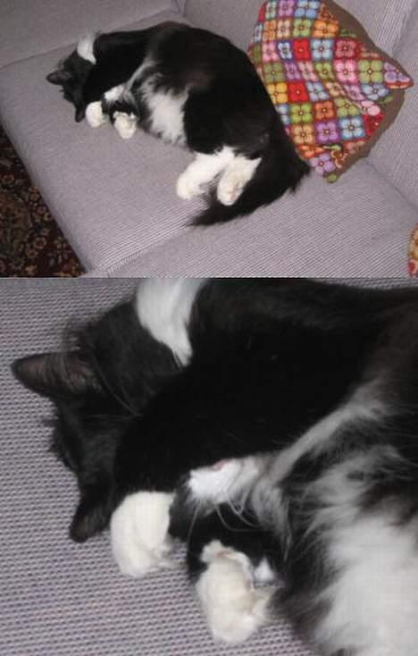 Norsk Skovkat Dansbjergs Romeo - "Hvornår må jeg kigge??" Vi leger gemmelg :P billede 10