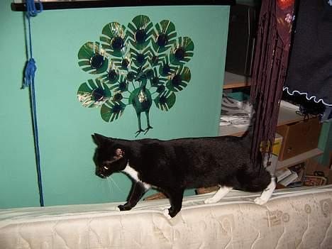 Blanding af racer Midi - er jeg ikke bare god til at gå på den madres....? billede 3