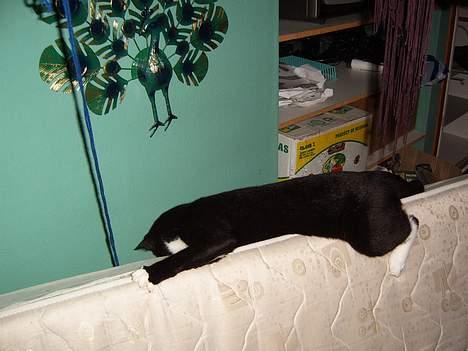 Blanding af racer Midi billede 4