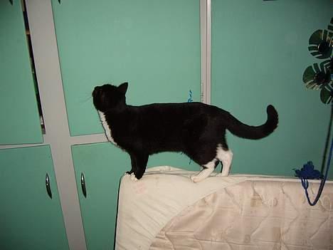 Blanding af racer Midi - hey må man ik komme ind i skabet...?  billede 6