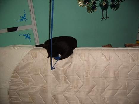 Blanding af racer Midi - hey bliv her din dumme boldt billede 7