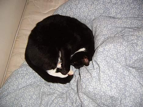 Blanding af racer Midi - man bliver stor a at sove.. hehe billede 8