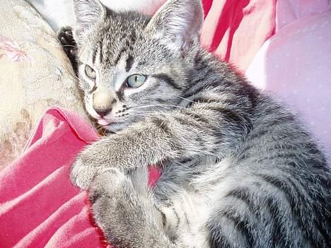 Blanding af racer Pepsi - Huskkk....! det r MiiiT tæppe!<3<3 billede 2