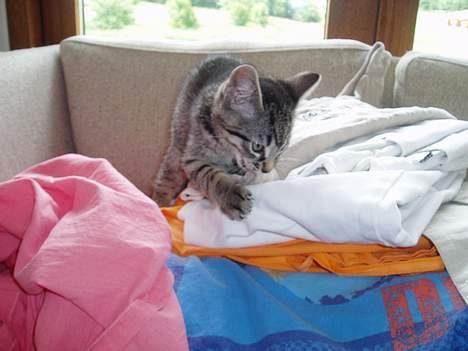 Blanding af racer Pepsi - GrR!! HeHE..måske er der noget spændene...!<3<3 billede 3