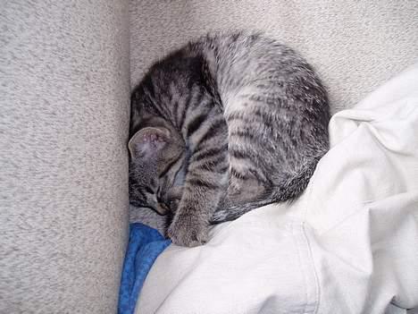 Blanding af racer Pepsi - arhhh så skaaL jeG liiii Ha En luuuuR...zZzZzZz.....<3<3 billede 4