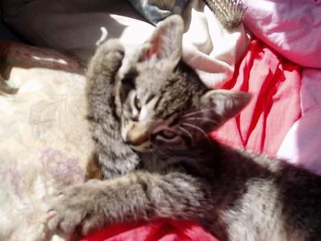 Blanding af racer Pepsi - arhhh det Klør....!!!<3<3 billede 5