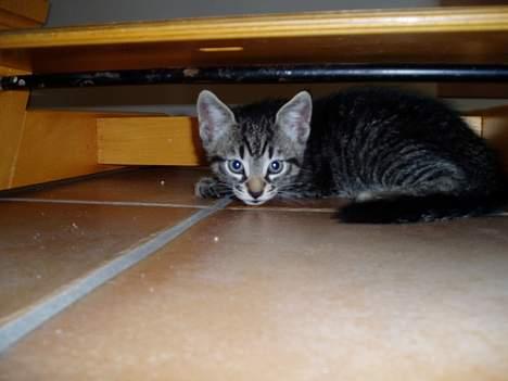 Blanding af racer Pepsi - Miiig Og Snøvsen leger fangeleg.....hvis jeg gemmer mig her kan hun ikk se mig, og så fanger hun miiig ikk!<3<3 billede 6