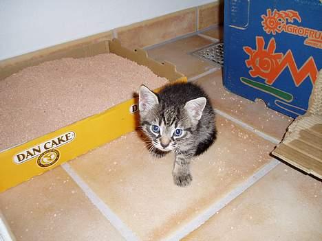 Blanding af racer Pepsi - viiil du virkelig have at jeg skal gå op i den kasse der!<3<3 billede 7