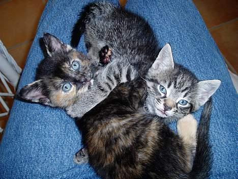 Blanding af racer Pepsi - Ligger og Hygger med søS´er!<3<3 billede 8