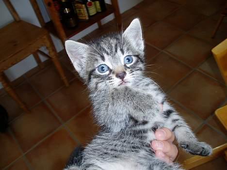 Blanding af racer Pepsi - arhhh laD da Vær!!!:)<3<3 billede 9