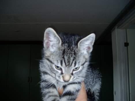 Blanding af racer Pepsi - HeHe....Højt til VejR´s  <3<3 billede 10