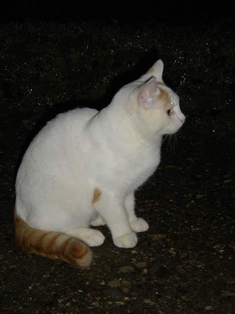 Blanding af racer Lille mis - Her sidder vi så og nyder vejret.. :-) billede 4