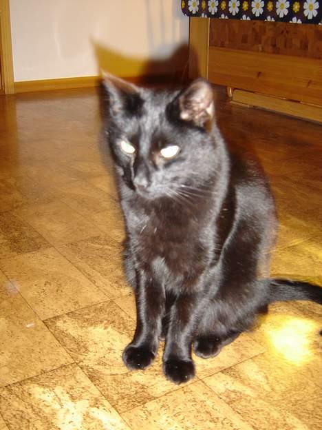 Blanding af racer Laban billede 4