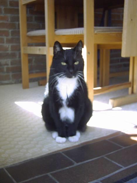 Huskat Plet - Det er MIG som bestemmer her ! billede 1