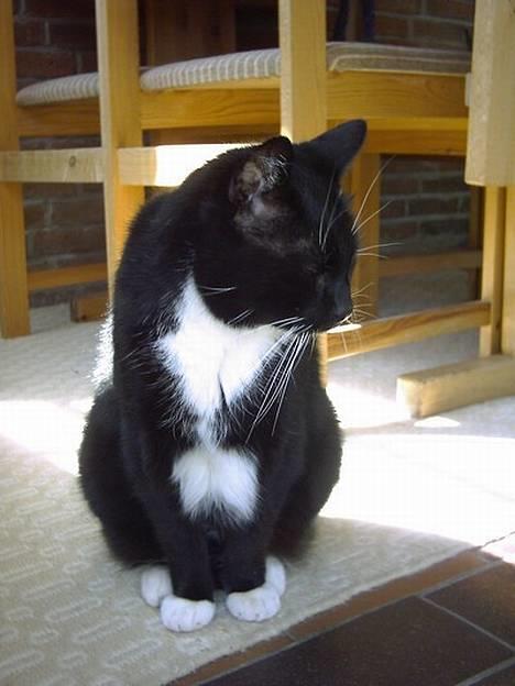 Huskat Plet - Nej ik billeder nu billede 2