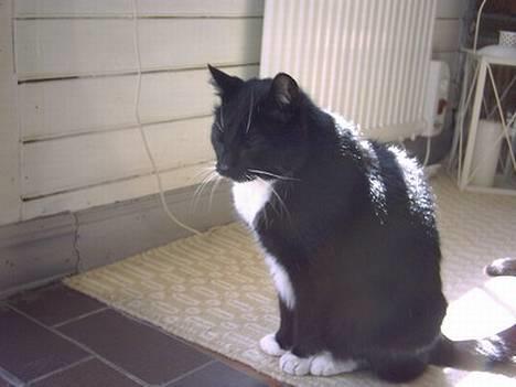 Huskat Plet - Sidder lige og nyder livet som gammel kat :-) billede 3