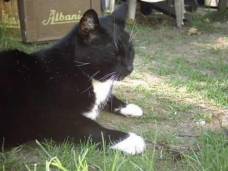 Huskat Plet - Lækkert herude i haven billede 4