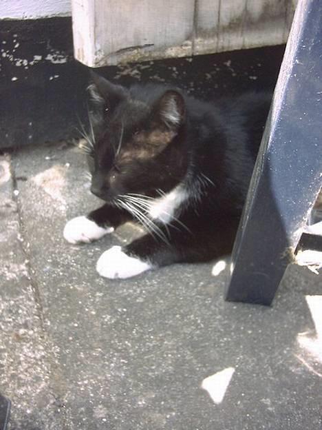 Huskat Plet - Uhm... Skygge.. Her ligger jeg mig lidt billede 5